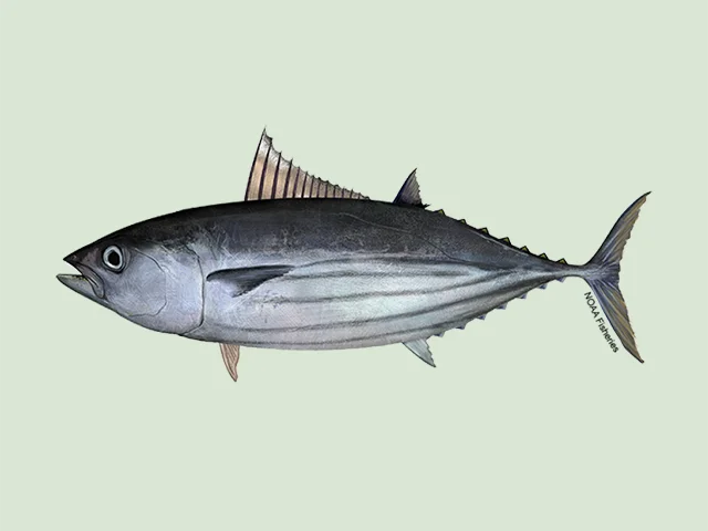 Skipjack